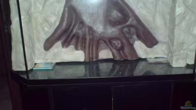 Die Rückwand wird ins AQ geklebt. von Thorsten Hoch (12)