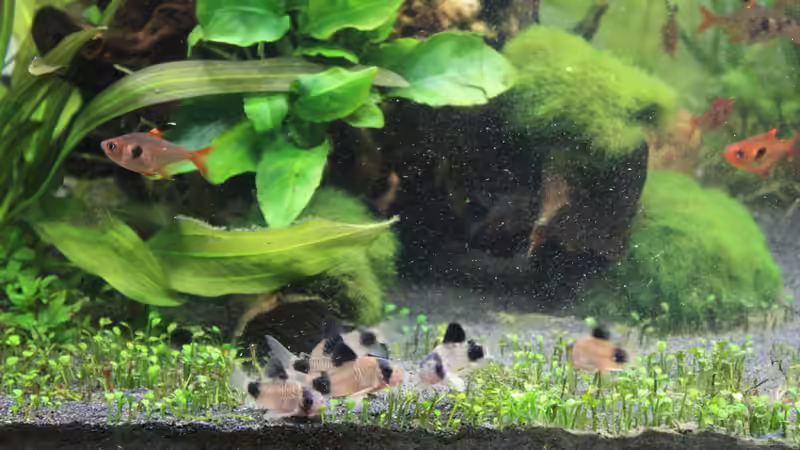 Die Rüsselbande wirbelt ganz schön von Pfennigkraut (23)