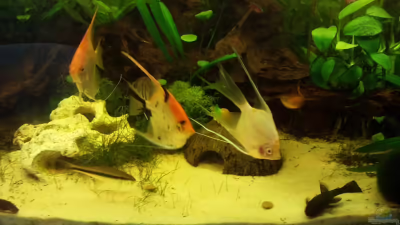 Die Rüsselbarbe befindet sich nicht mehr im Becken von Bassley (19)