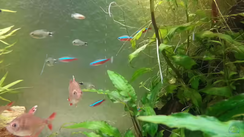 Die Salmer - 26.12.2014 von Jonas (Trancemania) (28)