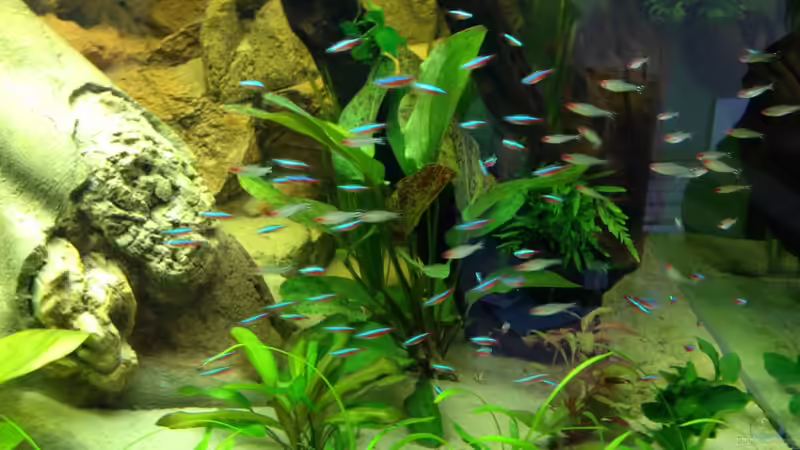 Die Salmler von Tooooni (23)