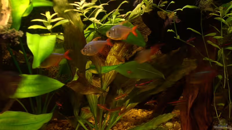 Die Salmlerfraktion von @quarium Cologne (91)