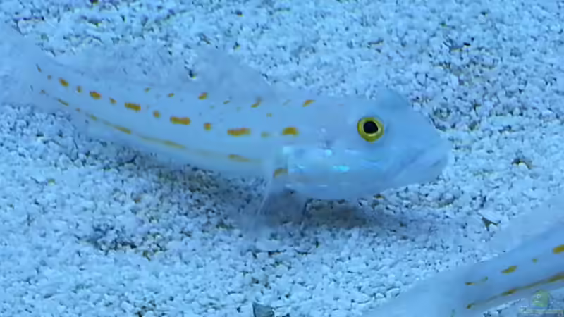 Aquarium Grundlagenwissen