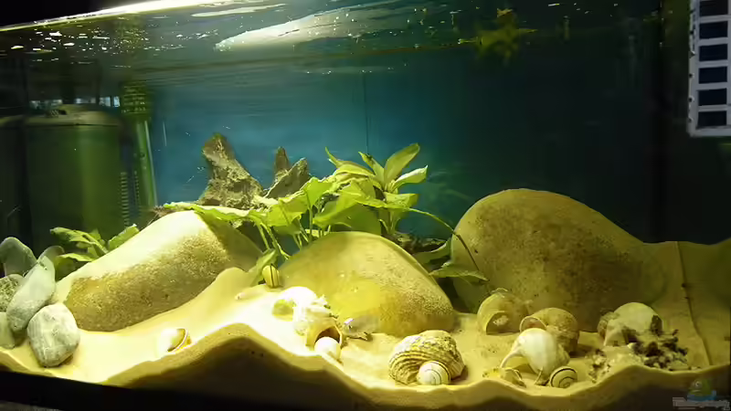 Die Saubande fängt schon wieder an unzudekorieren ! von Bazzi (14)