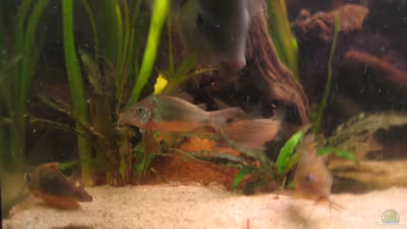 Die Saubermänner von exhhtom64 (10)