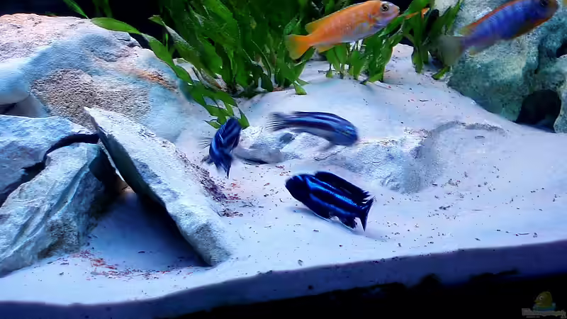 Die Schlägerei der Maingano von Nikola Balov (6)