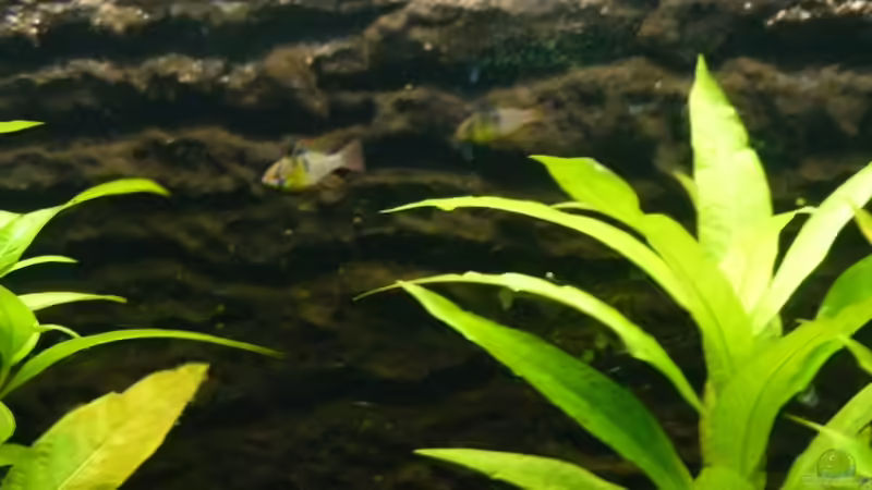 die Schmetterlingsbuntbarsche von Zwergbuntbarschfan (14)