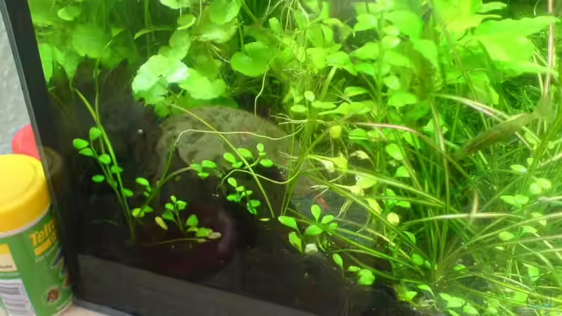 die Schmuddelecke, Eichenlaub, Mulm, Kokosnusshälfte - die Apistogrammas lieben von Christoph Grote (10)