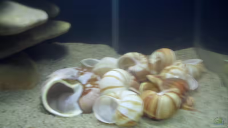 Die Schneckenhäuser auf der rechten Beckenseite. von Cichlidenfan (7)