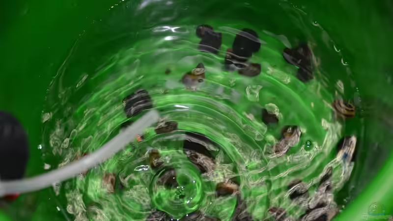 Die Schneckenputztruppe ist eingetroffen und wird ans Wasser gewöhnt (ca. 2,5 Wochen von Gallius (29)