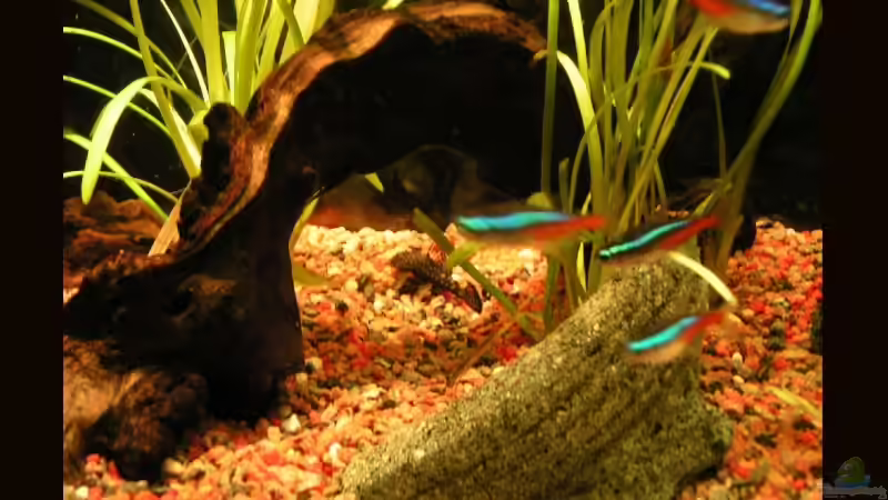 die schöne Bogenwurzel von Manuela Vogt (4)