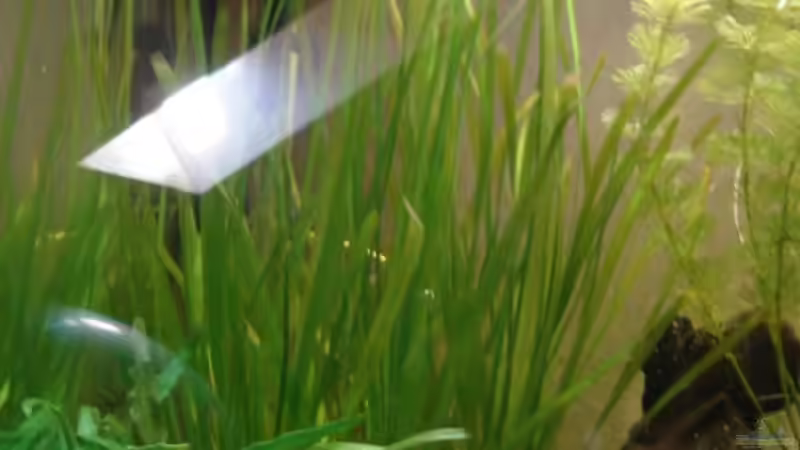 Die schöne linke Ecke von Wauz06 (3)