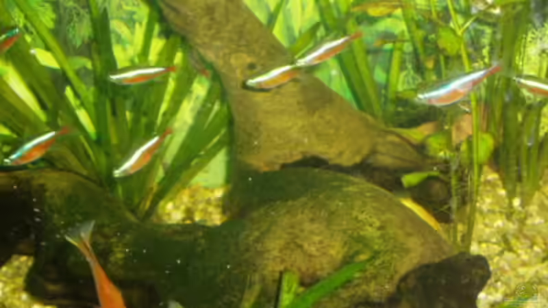 Die schöne Magahoniwurzel von Michael Spillner (6)