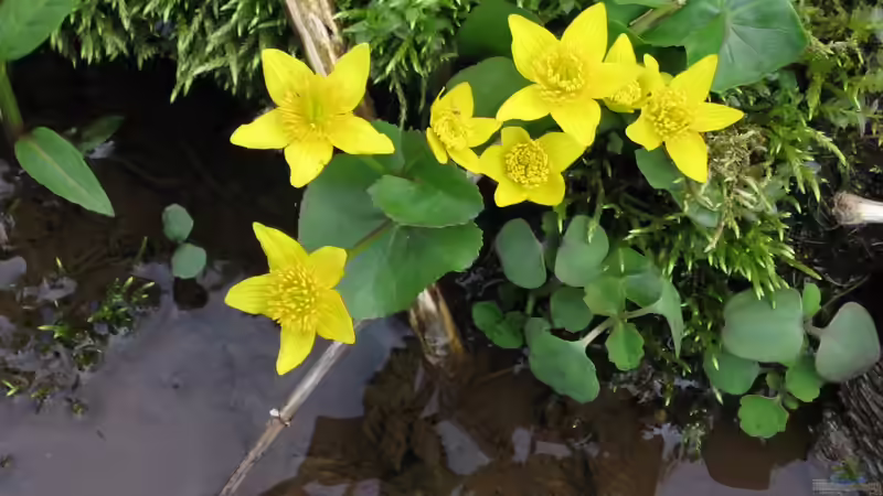 Die schönsten Uferpflanzen für deinen Gartenteich