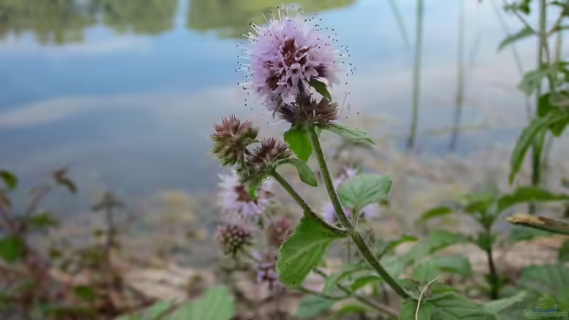 Die schönsten Uferpflanzen für deinen Gartenteich