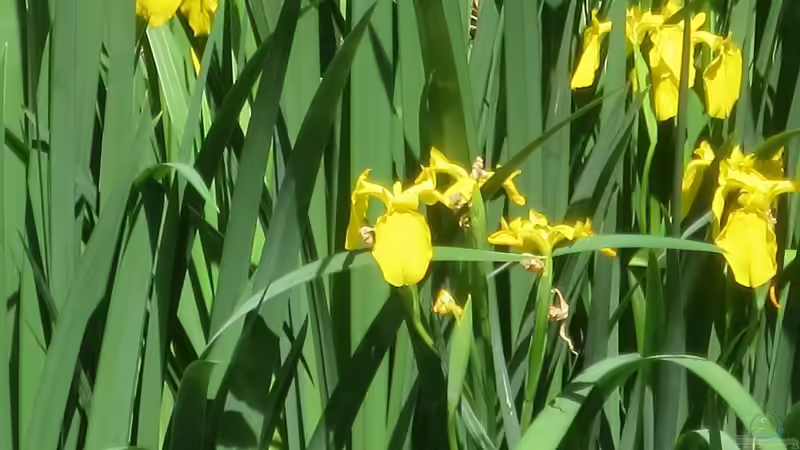 Die schönsten Uferpflanzen für deinen Gartenteich
