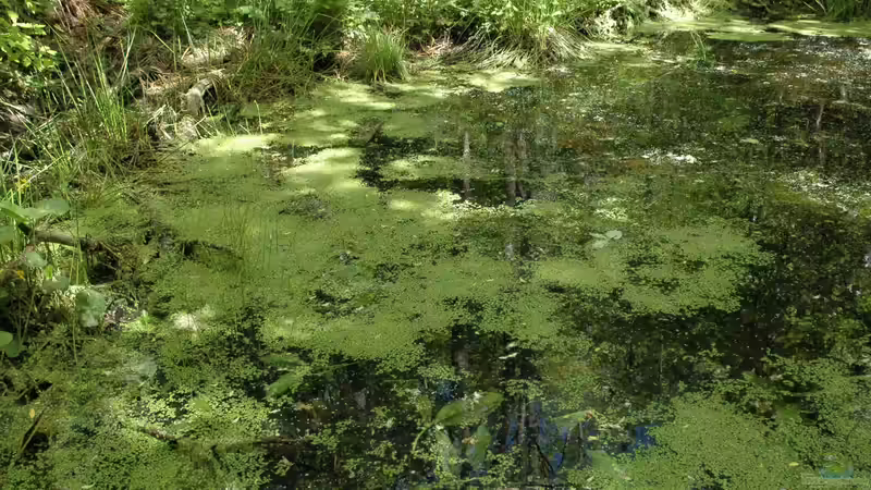 Die schönsten Uferpflanzen für deinen Gartenteich