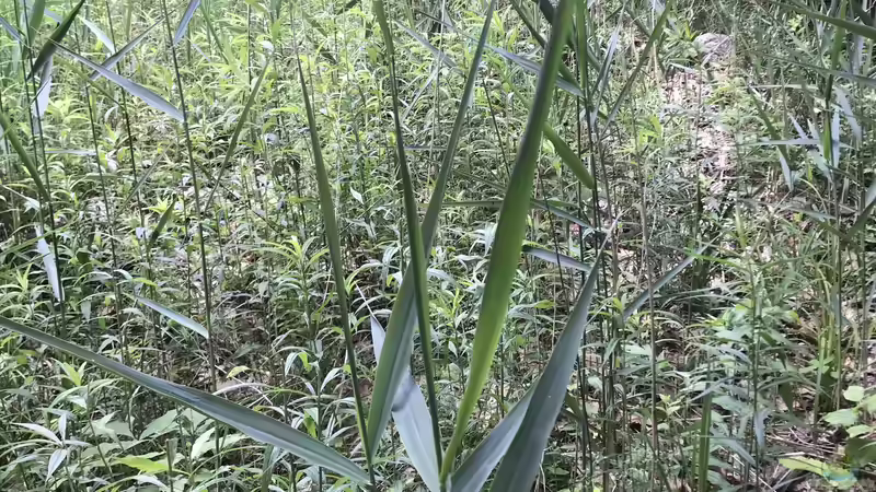 Die schönsten Uferpflanzen für deinen Gartenteich