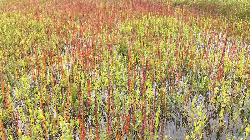 Die schönsten Uferpflanzen für deinen Gartenteich