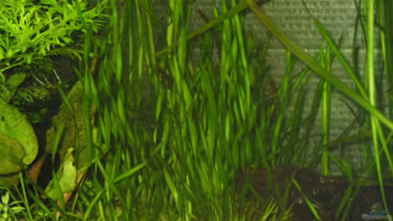 die Schraubenvallisnerien, endlich wachsen sie von André Thiel (7)