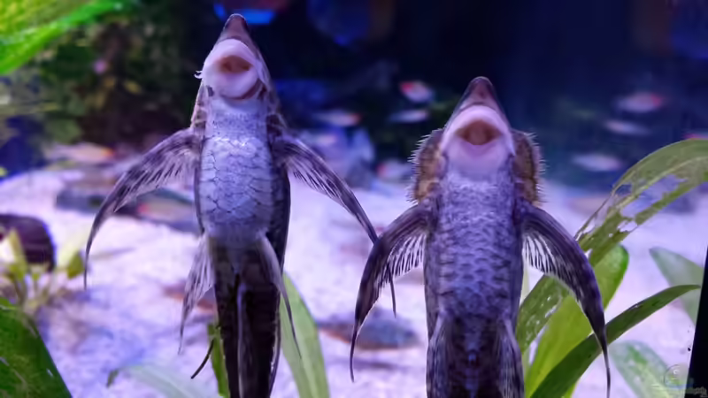 die schwangere Track (links) und der werdende Papa Tick (rechts) von Sonja N. (8)