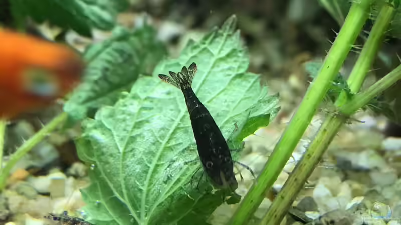 Die schwarze Garnele von Rob Rüh (8)