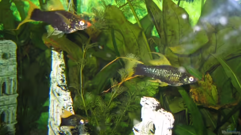 die Schwerträger von Beat Affolter (34)