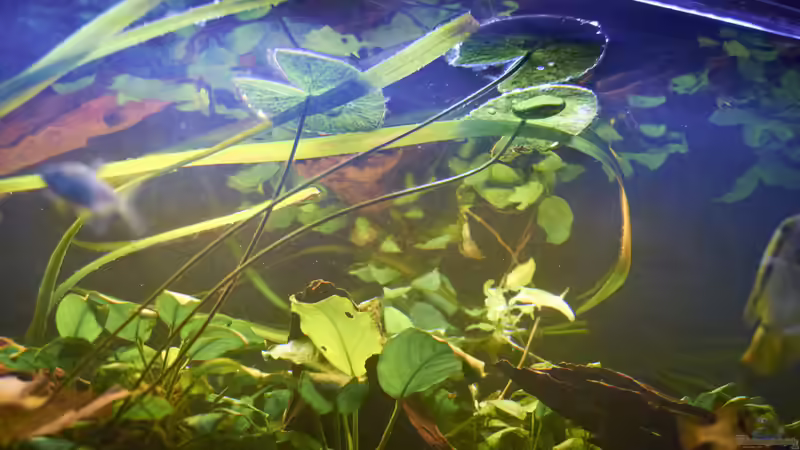 Die Schwimmblätter des Tigeslotus von Enrico Friedrich (12)