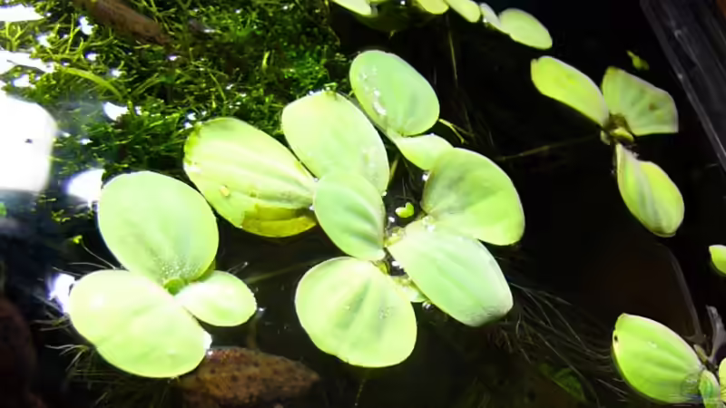 die Schwimmpflanzen auf der rechten Seite... von Andrea Lorenz (3)
