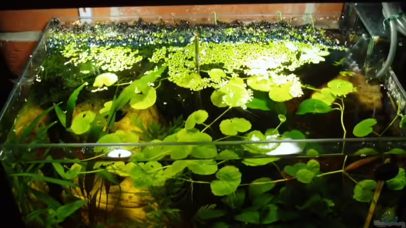 Die Schwimmpflanzen hatte ich gerade etwas abgefischt, der Wassernabel sorgt aber von Aquaristricks (2)