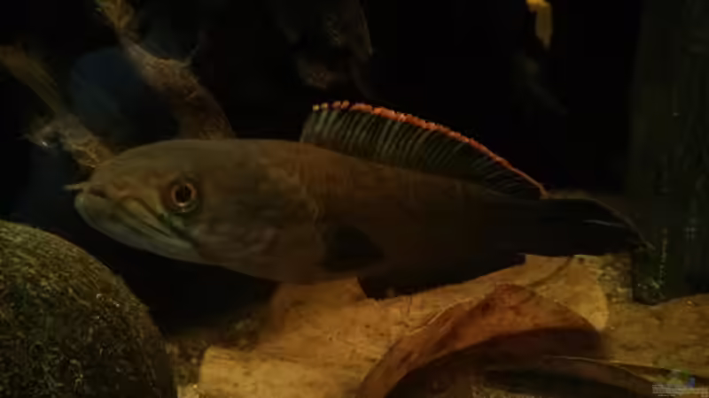 Die Seemandelbaum Blätter gefallen den channa von AquaTobi90 (84)