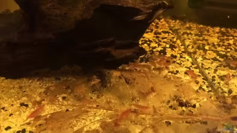 Die Seemandelblätter werden ´stark bearbeitet´. Wenn ein Blatt so aussieht, kommt von Helga Kury (7)