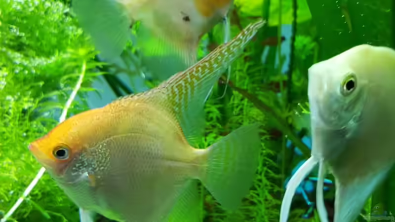 die ´Segler´ von Sebastian Hartmann (125)