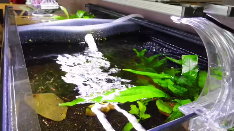 die Seite mit den roten Bienen von ob64 (2)