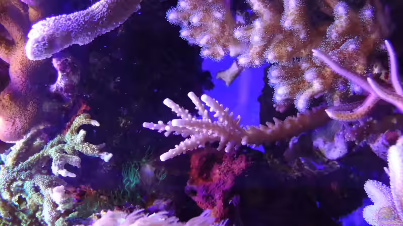 Die Seitlichen ??ste sind innerhalb von zwei Moaten gewachsen, unter der neuen LED-Lampe. Bis dahin hat sich die Acropora geweigert zu wachsen. von Seewasserpanscher (24)