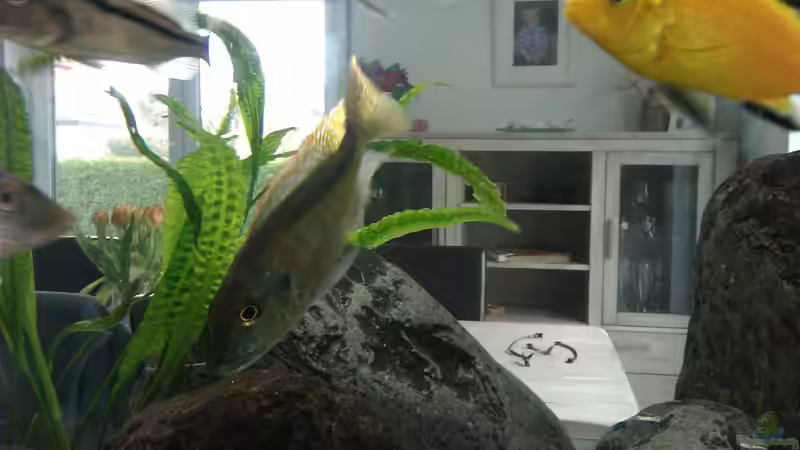 Die "Seuche" im Becken - wenn alle bekannten Mittelchen wirkungslos bleiben