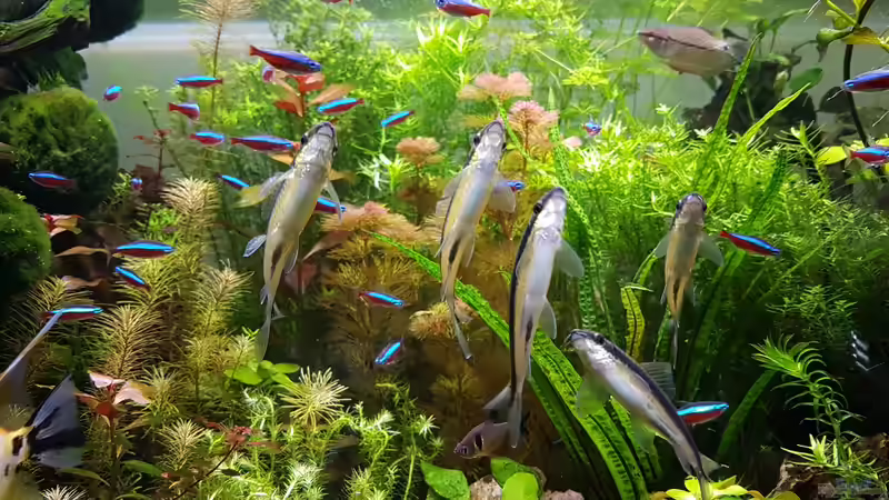 die Siamesen-Truppe von Sebastian Hartmann (132)