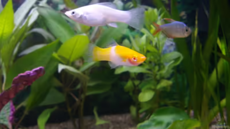 Die Silber - Molly - Dame und der Rest von Cia (15)