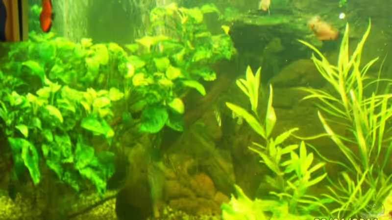 Die sind schon etwas größer von Ulrich Sauerhering (25)