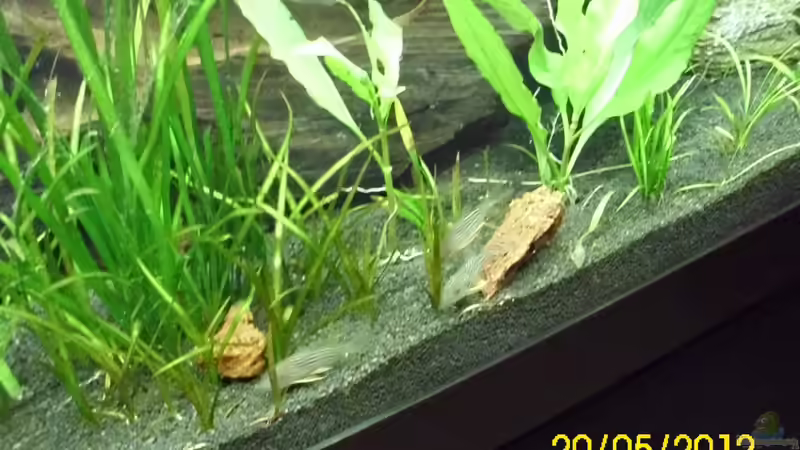 Die sind wie Geister - Corydorus Sterbai von Günther Kröger (58)