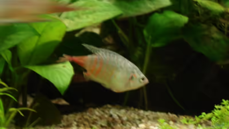 Die sind wirklich schön von Viktor Kraft (28)