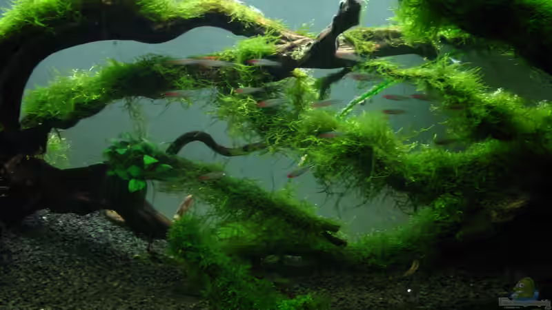 Die sind zu schnell für meine Digicam  von johnK (27)