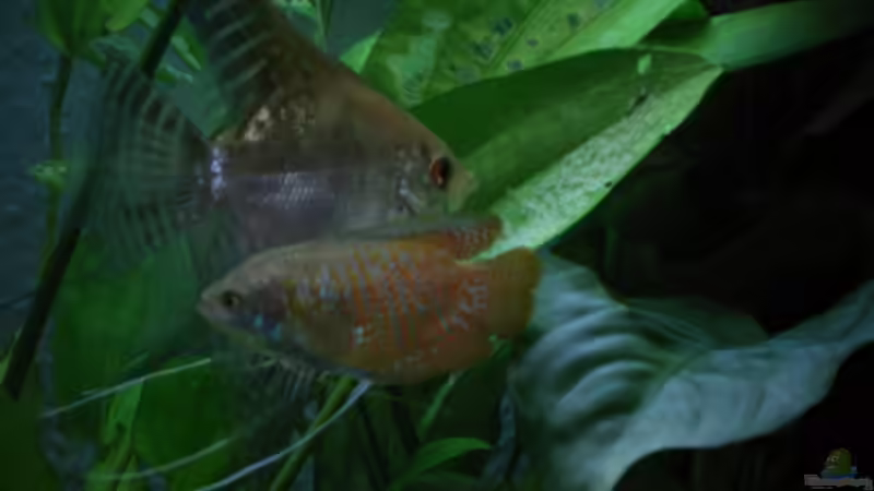 Die Skalare bei der Nachzucht, leider haben Sie alle aufgefressen von Joernfie (5)