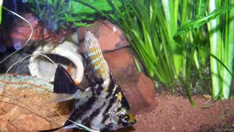 Die Skalare bekommen z.t. eine gelbe Grundfarbe von Andreas Weiler (20)