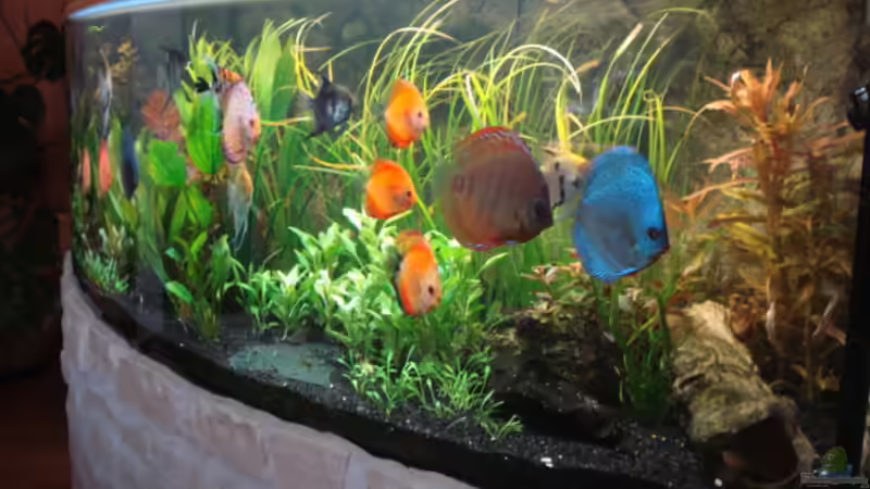 die Skalare im Zoohandel abgegeben von matze70 (39)