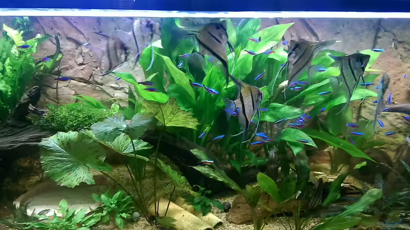 Die Skalare und Neons,links die Sandkiste für die Panzerwelse von Ottche (216)