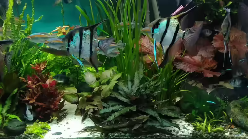 die Skalare von Grünhexe (39)