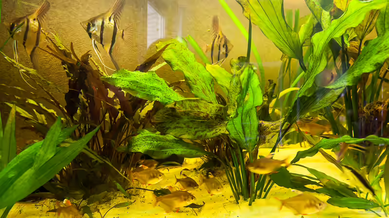 die Skalare von Thomas Gasthaus (4)