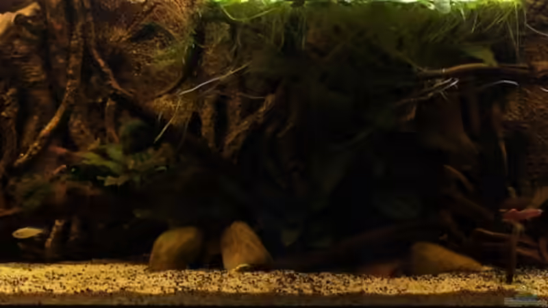 die Sonne auf.. von die Perle... (23)