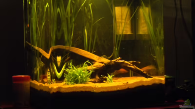 die sonne flutet das becken